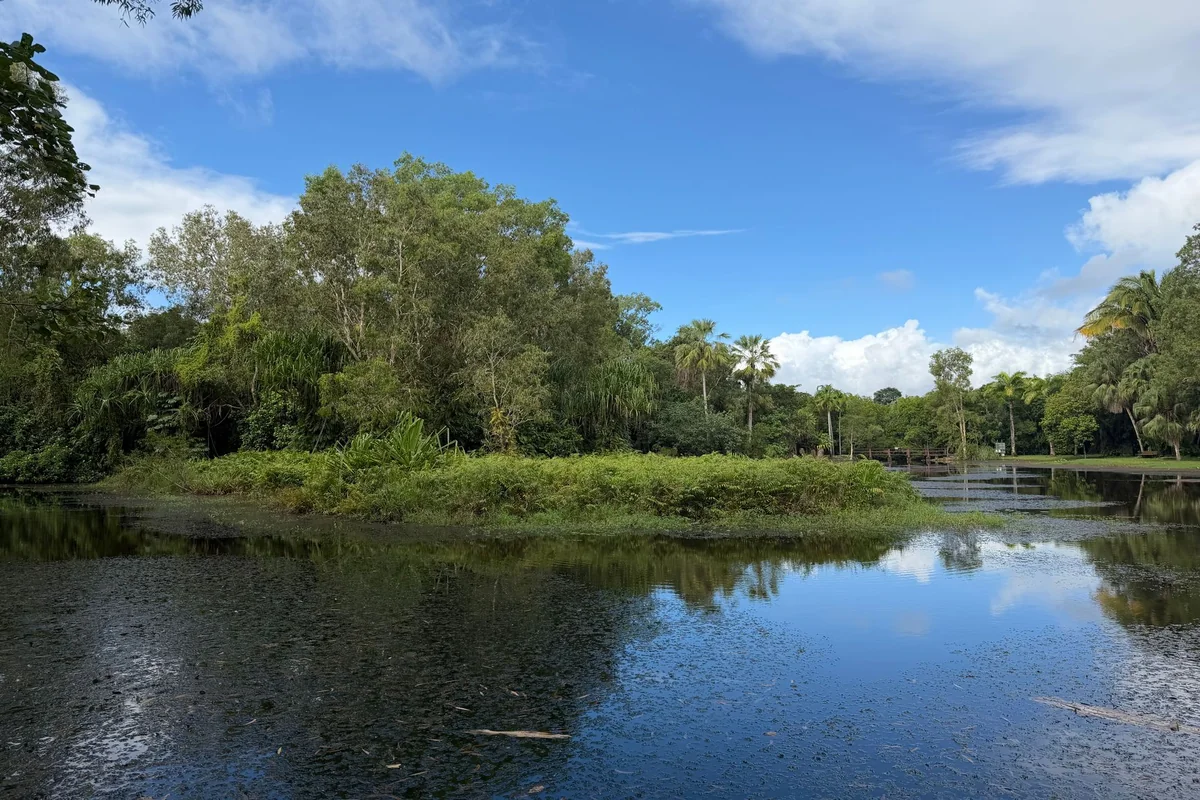 Daintree Rainforest from Cairns: Cost & Visit Guide
