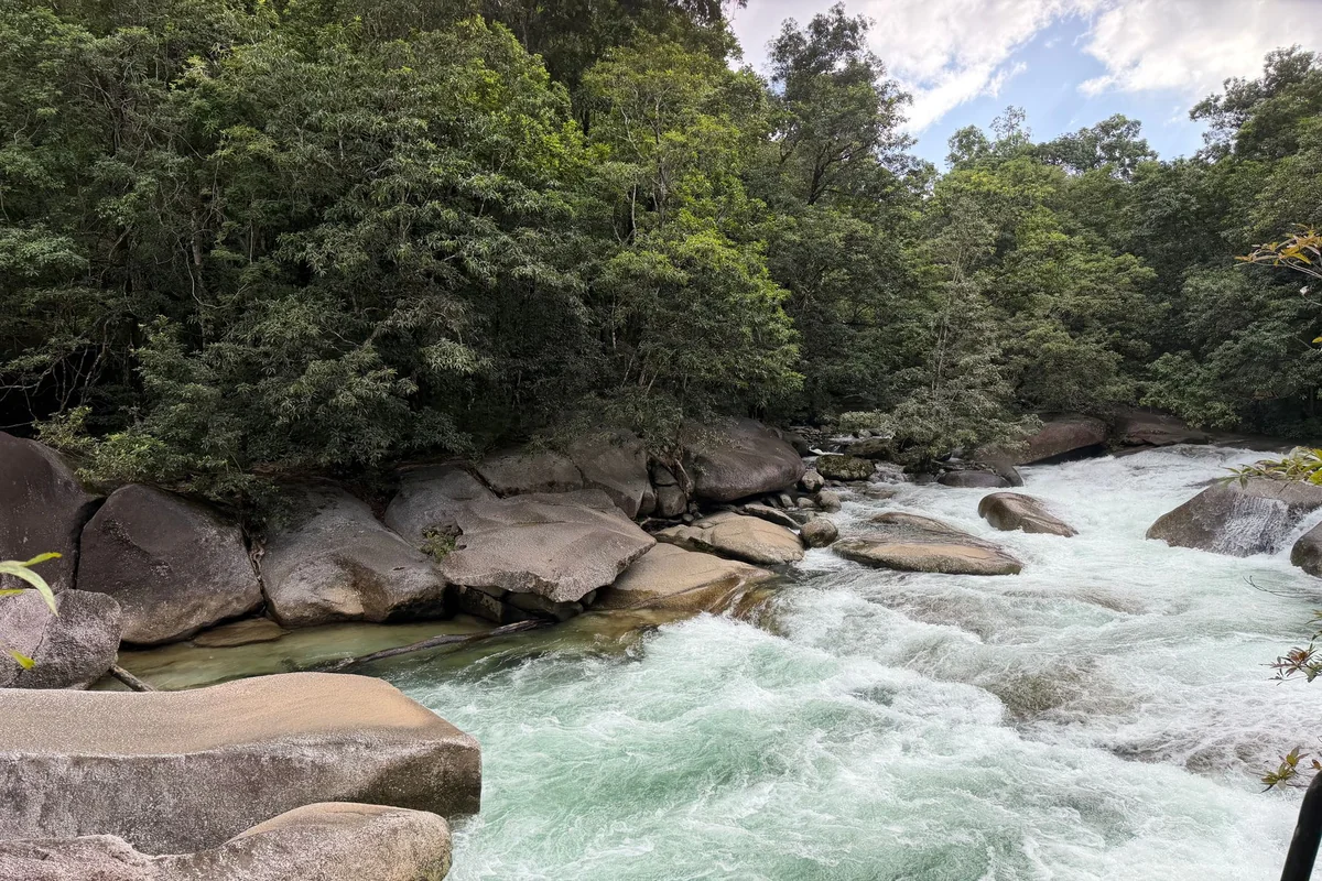 Daintree Rainforest from Cairns: Cost & Visit Guide