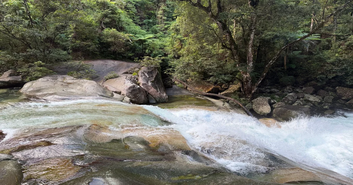 Daintree Rainforest from Cairns: Cost & Visit Guide