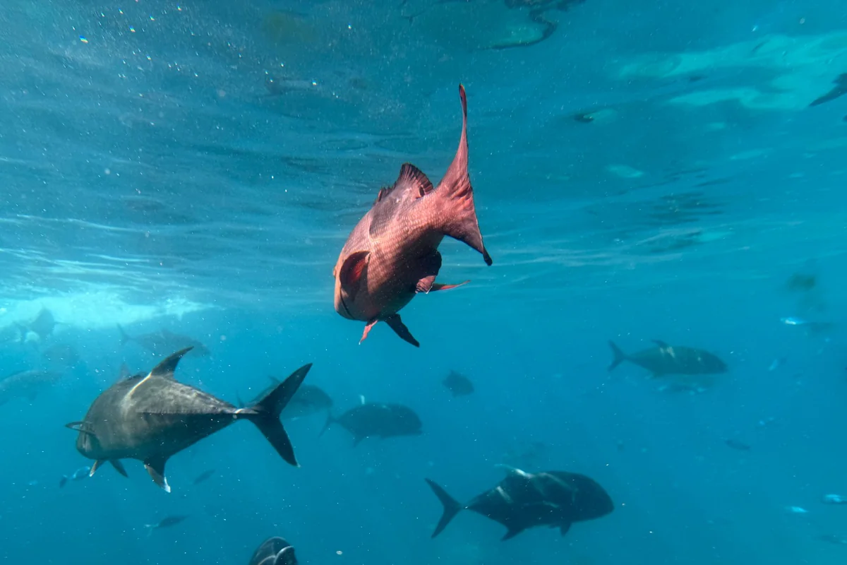 Great Barrier Reef: Best Time, Cost & Budget Guide