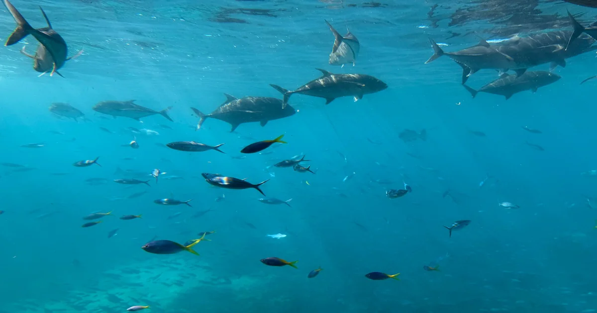 Great Barrier Reef: Best Time, Cost & Budget Guide