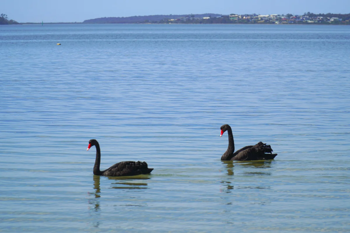 Jervis Bay Day Trip from Sydney: Beaches & Dolphins