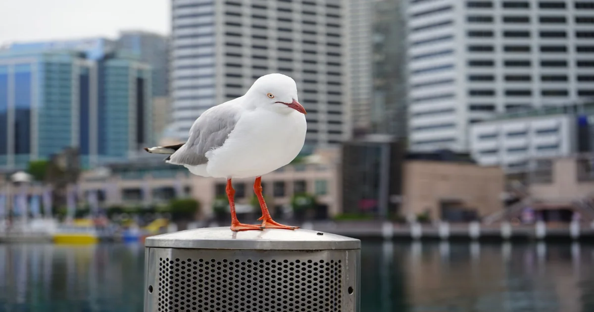 Sydney Utility Bills: Monthly Cost Breakdown