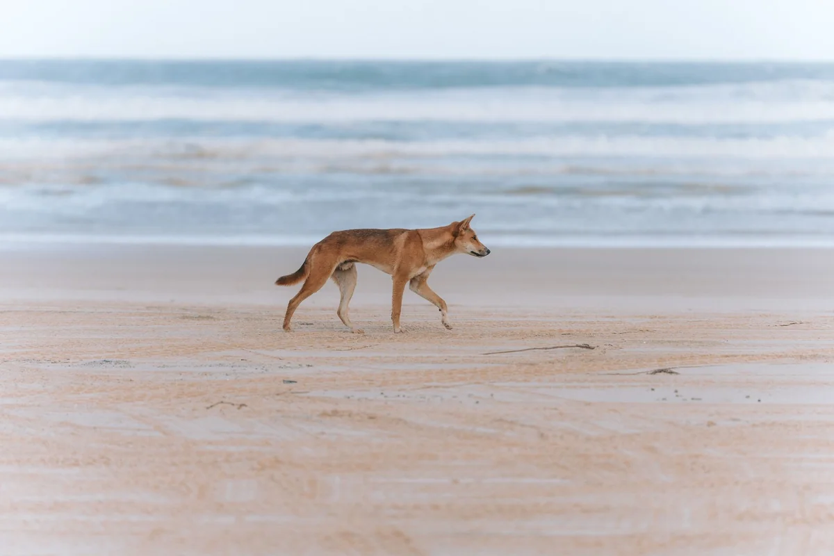 Visit Fraser Island Kgari Without 4WD